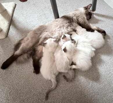 Gorgeous fluffy kittens