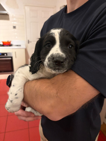 2 Male Sprocker Spaniel puppies for sale