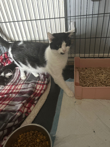 Mum cat and 2 kittens