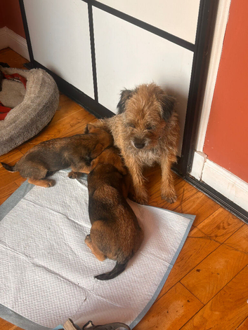 Border terrier