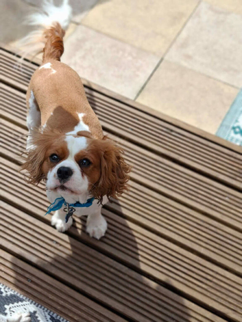 Hugo 3 years old