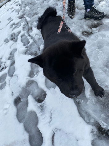 1 year old chow chow for sale