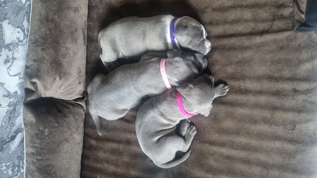 Stunning staffy girls