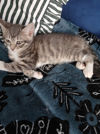 Gorgeous kittens