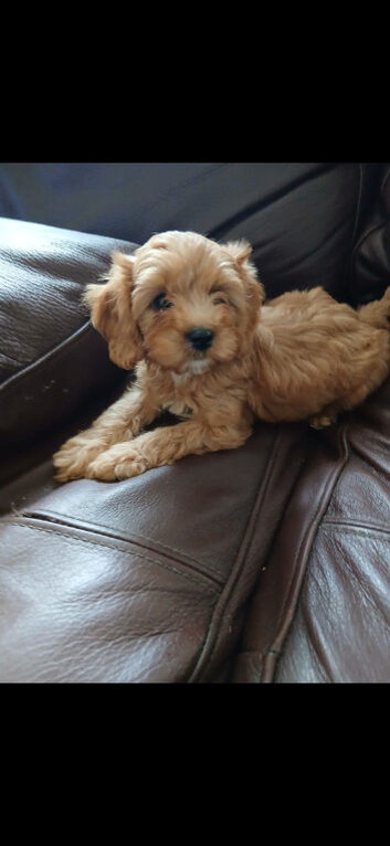 Cavapoo puppies for sale
