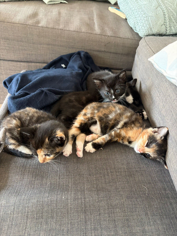 Beautiful part ragdoll kittens