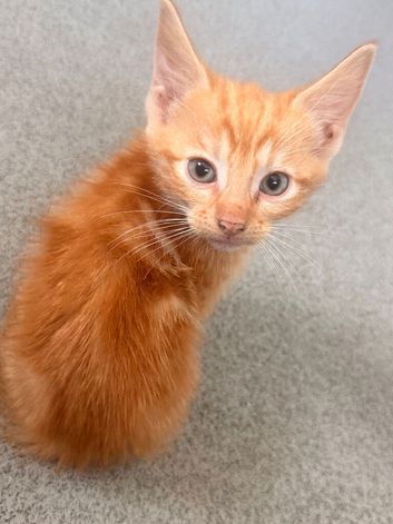 Kittens for rehome