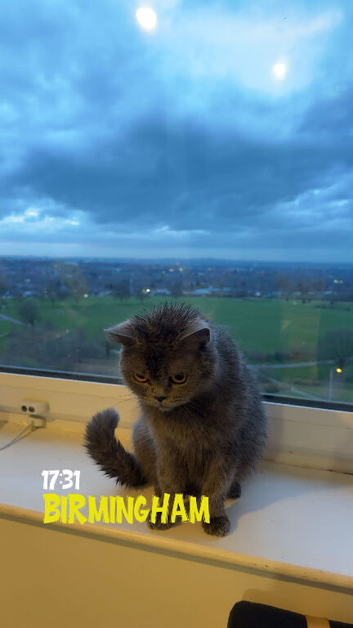 Persian British short hair 2 years old 3 weeks pregnant