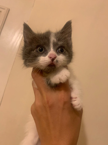 3 female kittens for sale