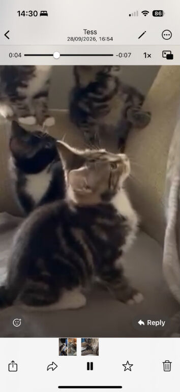 Lovely friendly kittens