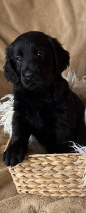 Stunning black flat coats