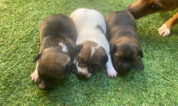 Jack Russell puppies