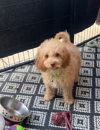 Beautiful male Cavapoo
