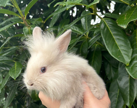 Baby Lionhead Buck Ready NOW
