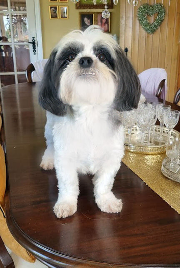 KC registered Lhasa Apso Female
