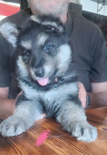 One girl German shepherd puppy