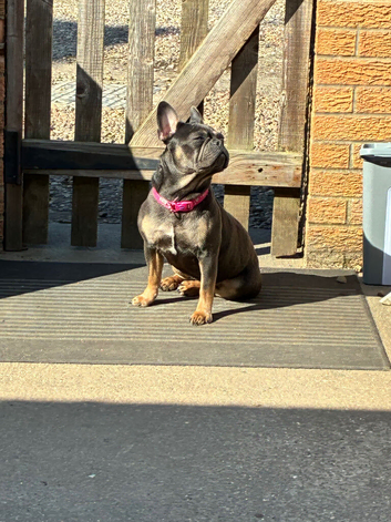 Frenchie poo s for sale