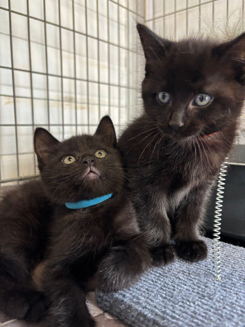 2 Beautiful boys looking for forever home