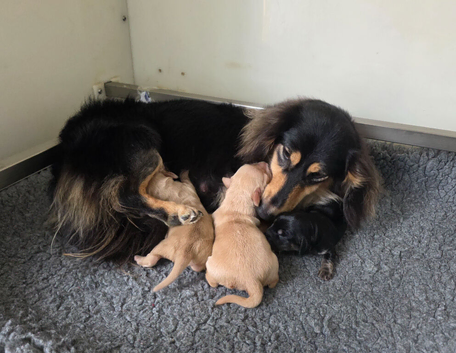 KC REG PRA CLEAR LH MINI DACHSHUNDS