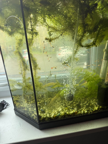 Guppy juvenile & babies