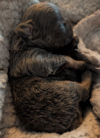 Beautiful French Bulldog