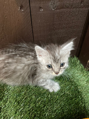 Main coon x Siberian forest cat