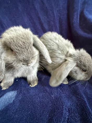 Mini lops 8 weeks old male & females