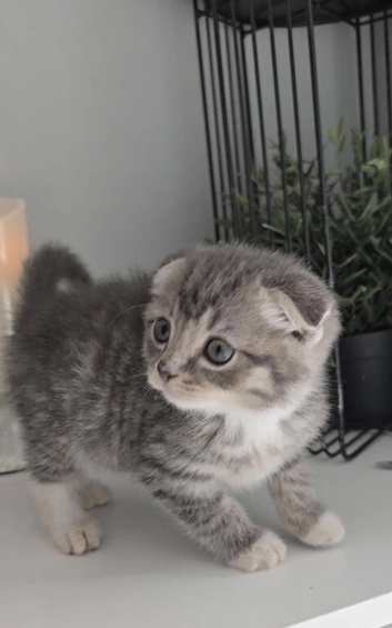 Kitten tabby&rsquo;s boy 2 months BHS