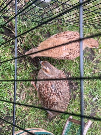 Breeding pair of francolins for sale