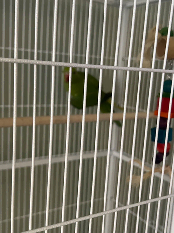 6month old Indian ring neck male