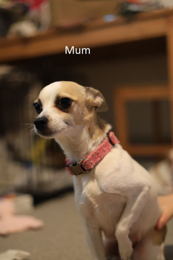 Chihuahua puppies for sale
