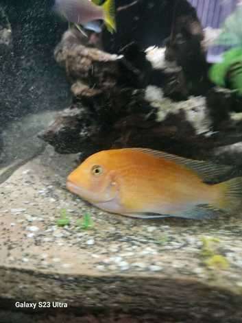Two female VC10 ,two red zebra cichlids