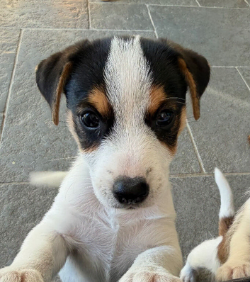 Male Jack Russell Puppy
