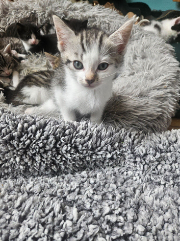 Beautiful kittens