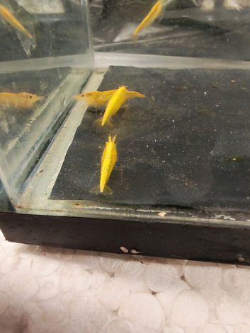 Mixed tropical fish, shrimp and plants