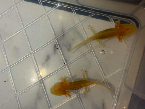 Axolotl&lsquo;s