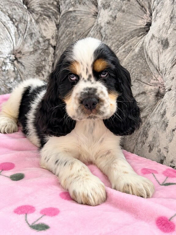 ONE BOY LEFT READY NOW KC Show Cocker Spaniels Black White & Tan Parti colour