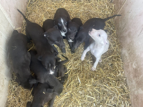 Whippetts