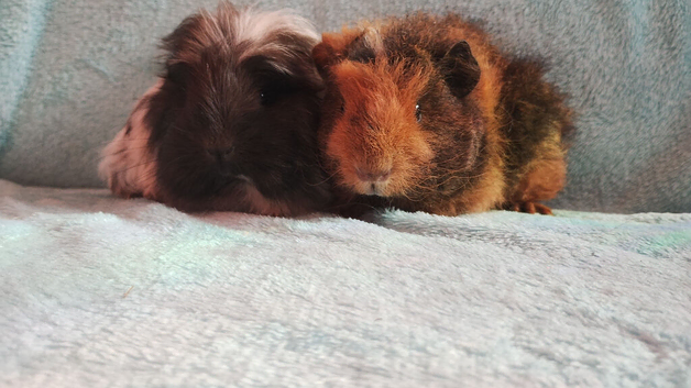 Pedigree guinea pig boys price for the pair