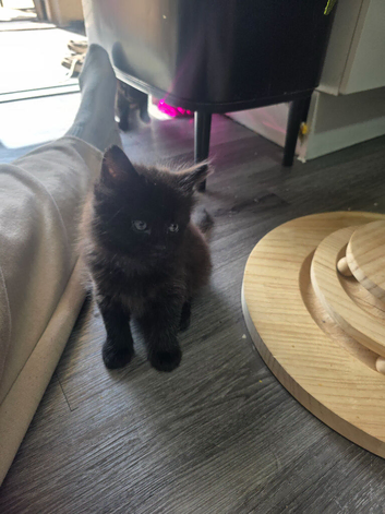 12 weeks old