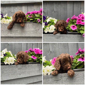 Ready now 3 remaining. Chocolate cockapoo puppies