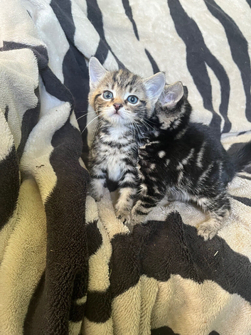 Kittens looking for their forever homes