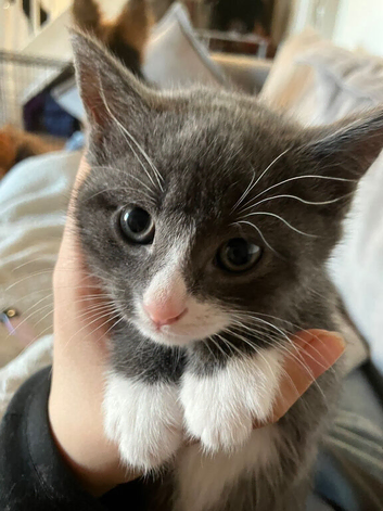 Beautiful kittens