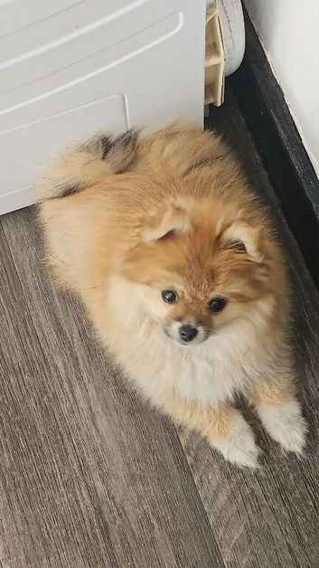Female pom