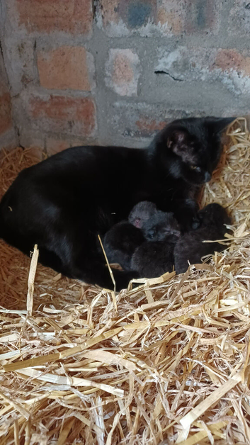 Gorgeous Black Domestic Shorthair Kittens Looking For Loving Forever Home