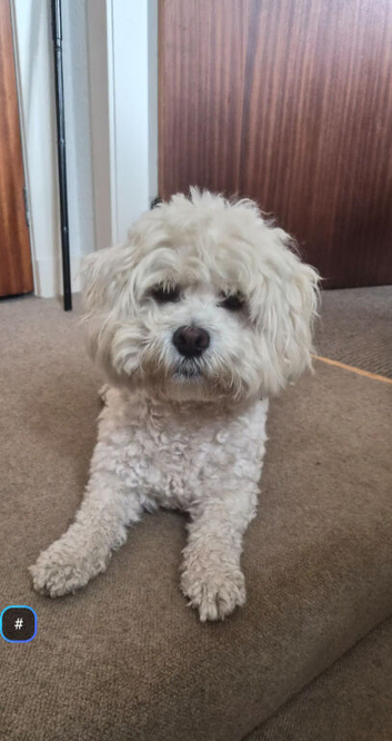 Bichon Frise
