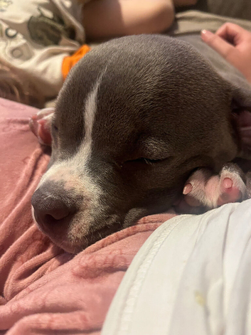 Bella the American pocket bully