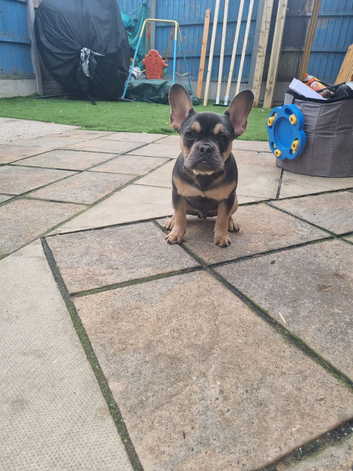 Frenchbulldog male