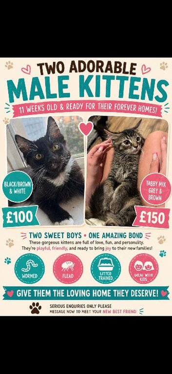 Last two boys waiting for forever homes!