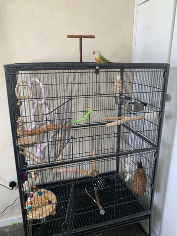Pineapple conure for sale